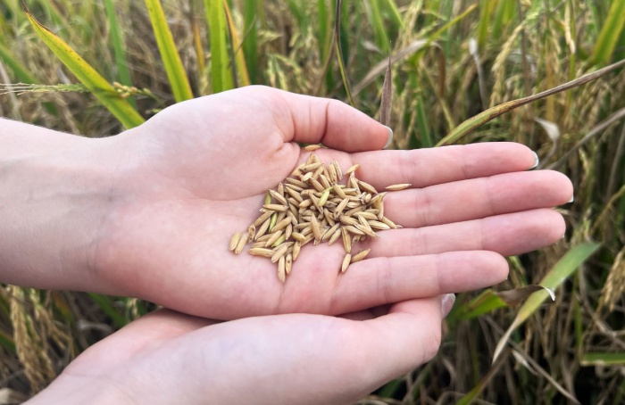 Importação de arroz preocupa setor em cenário de superoferta