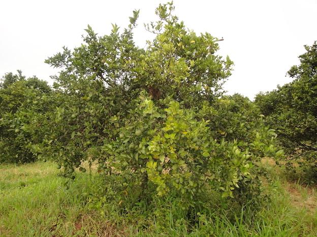 Fundecitrus oferece curso de HLB em várias regiões citrícolas