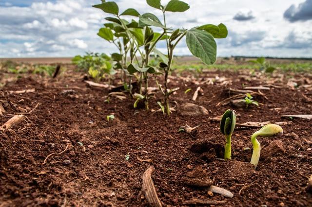 ​Safra 2016/17: Sul do estado registra 85% de área plantada, segundo Aprosoja/MS