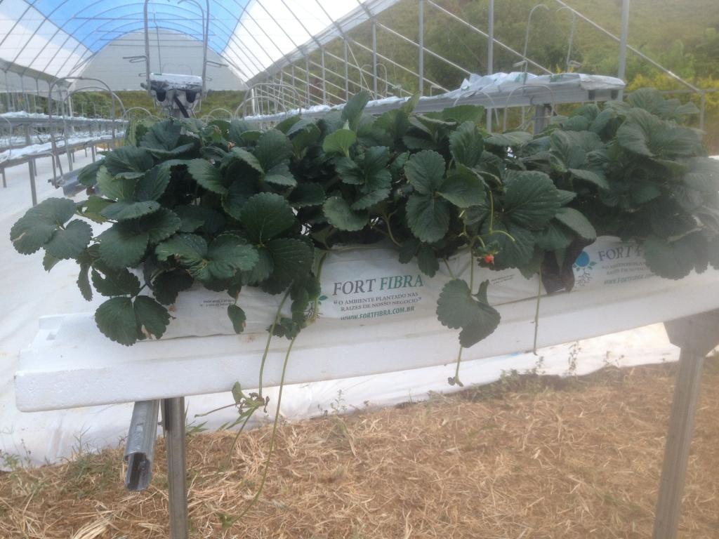 ​Base Universal para Substrato é novidade no cultivo hidropônico