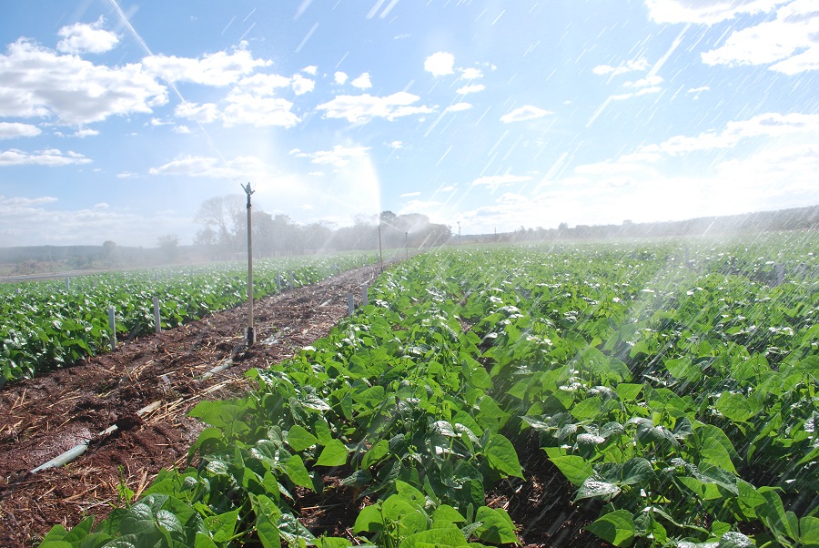 Agricultura irrigada e sua importância estratégica na produção sustentável de alimentos