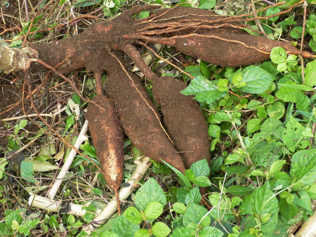 ​Seca prejudica plantação de mandioca no Tocantins