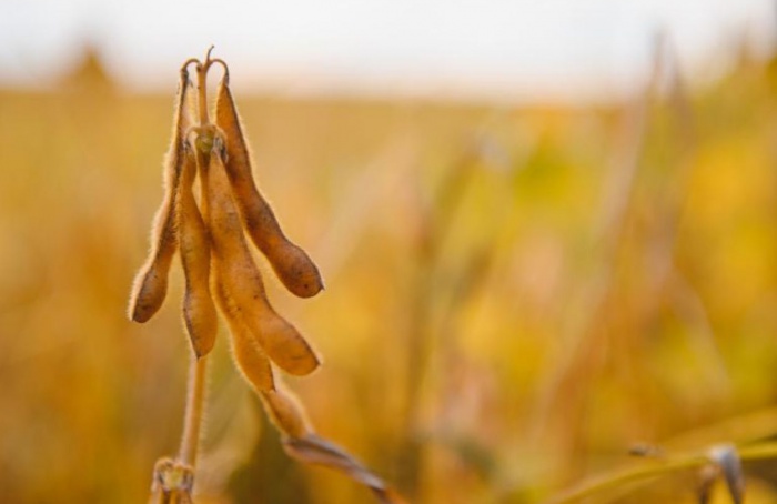 Biodiesel pode elevar demanda por soja em MS