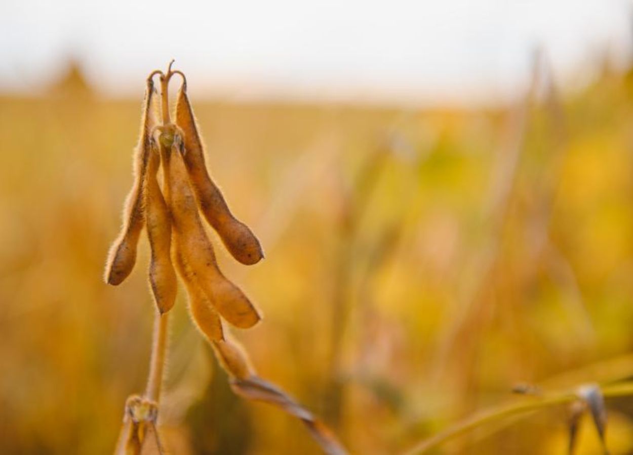 Biodiesel pode elevar demanda por soja em MS