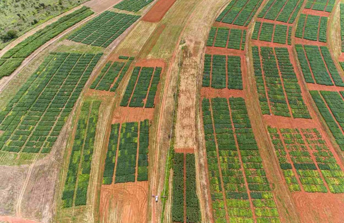 El Niño reduz chuvas no Distrito Federal e impacta produtividade da soja