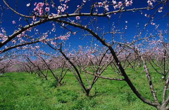 Inverno favorece frutíferas de clima temperado no RS