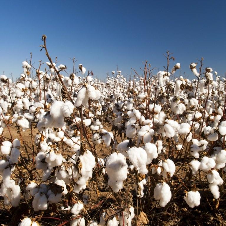 Valor da Produção Agropecuária deve atingir R$ 603,4 bilhões em 2019