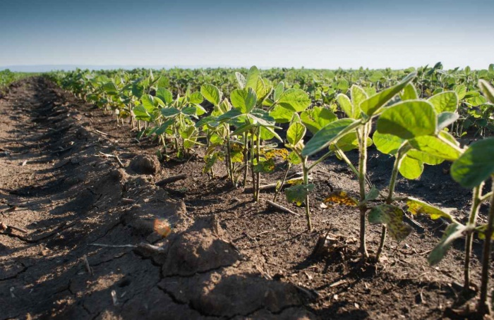 RS Safra 2025/26: soja avança lentamente