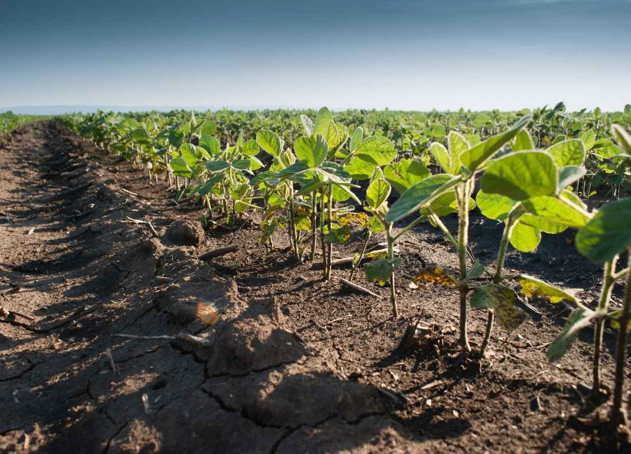 Estiagem e dificuldades de crédito freiam plantio das culturas de verão