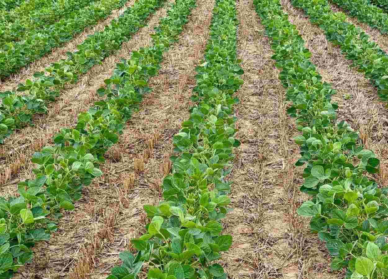 Clima irregular ameaça início da safra 26/27 no Centro-Oeste