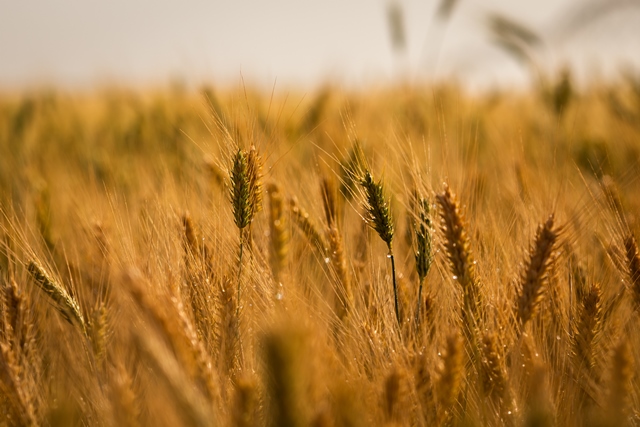 Colheita do trigo avança no Brasil e pressiona cotações