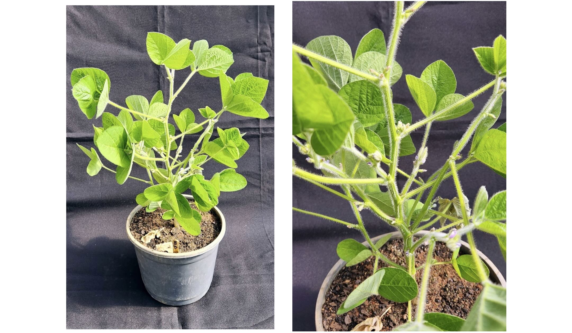 <b>Figura 7 -</b> plantas de soja com sintomas de intoxicação por fluroxypir. Machado – MG, 2023