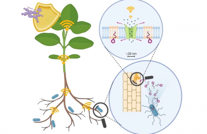 Surfactina ativa defesa em Arabidopsis por via não canônica