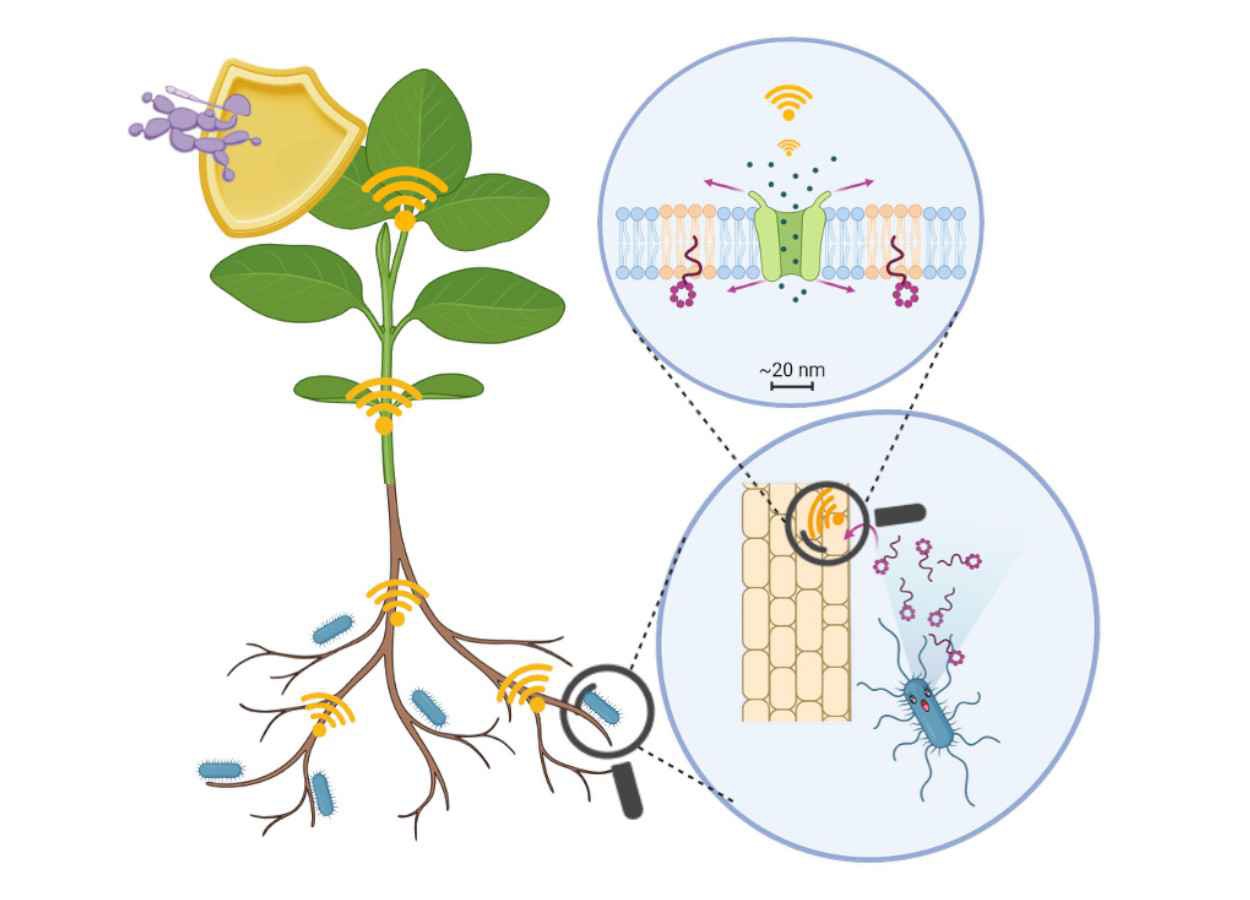 Surfactina ativa defesa em Arabidopsis por via não canônica