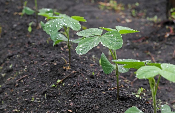 Chuvas devem favorecer o plantio da soja em Mato Grosso