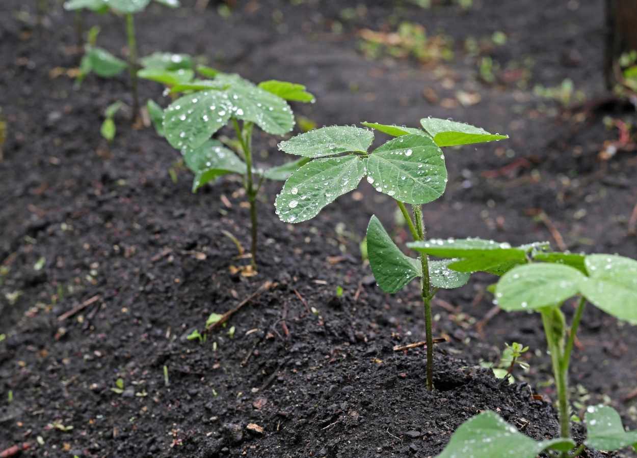 Chuvas devem favorecer o plantio da soja em Mato Grosso
