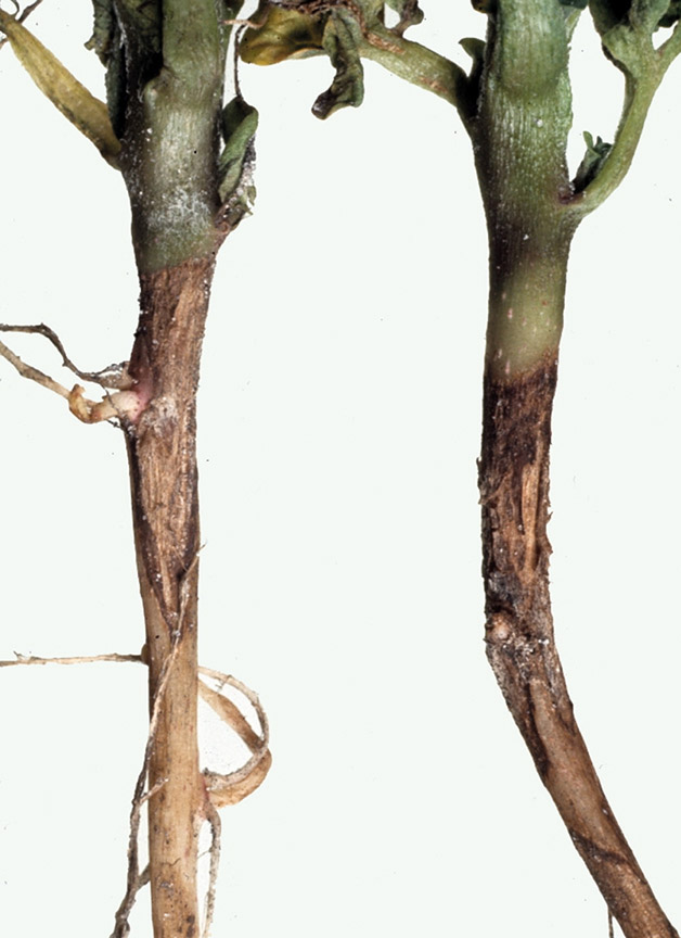 O fungo R. solani pode atacar em qualquer órgão de batata