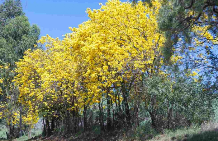 Primavera começa úmida e deve terminar seca no RS