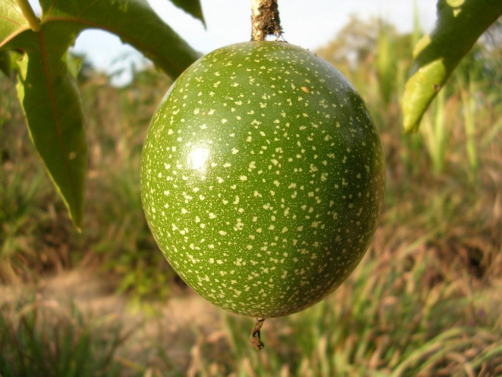 ​Produtores do Sul de Minas Gerais investem no plantio de maracujá para produção de suco