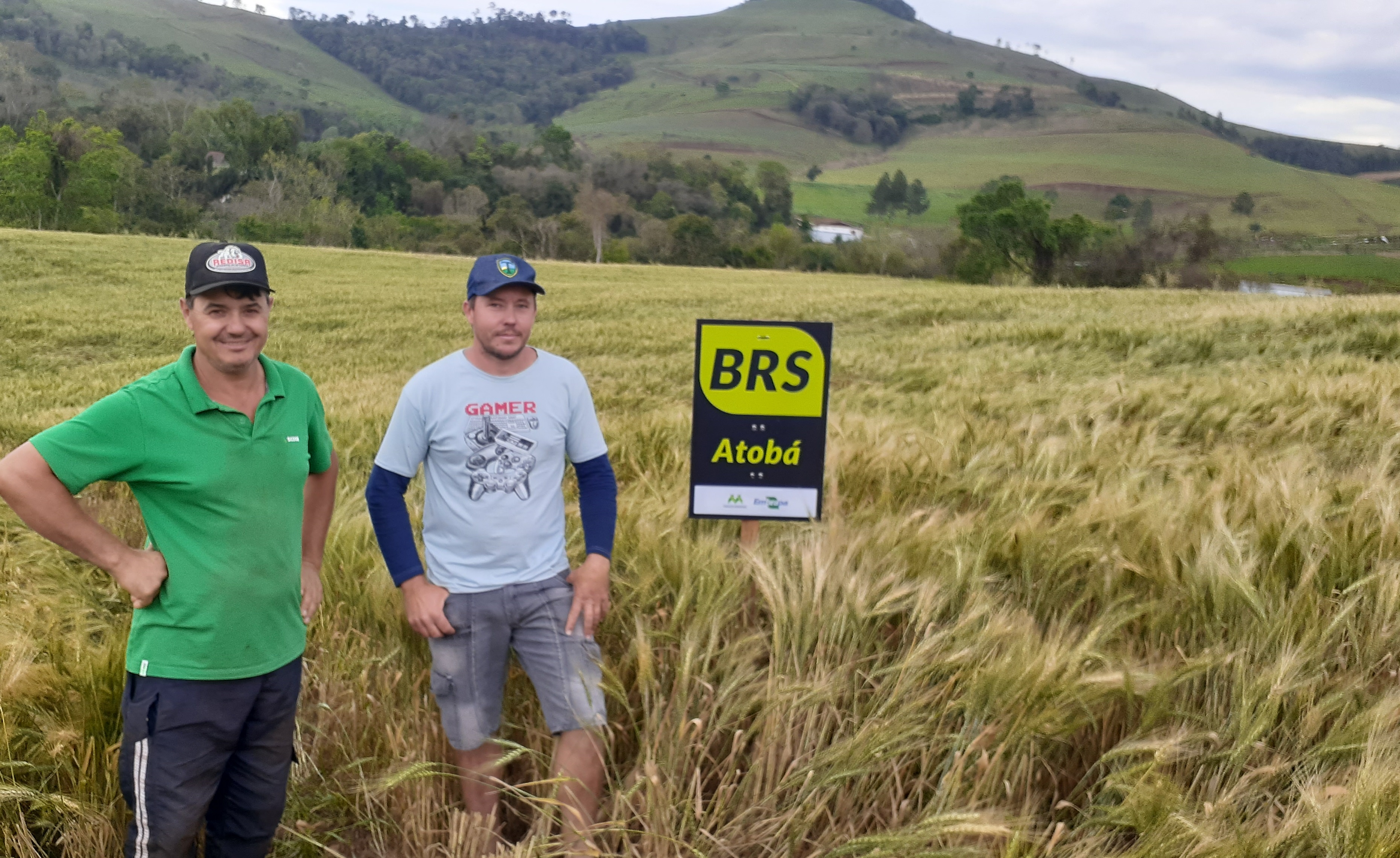 Rentabilidade do trigo atrai produtores no Paraná