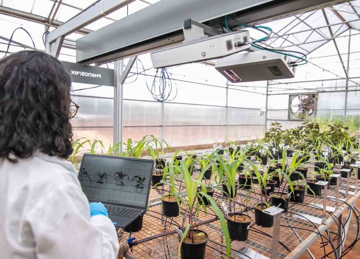 Vittia introduit une technologie de phénotypage révolutionnaire au Brésil.