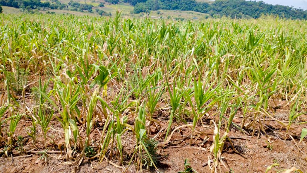 Seca avança em Santa Catarina e derruba produção agrícola