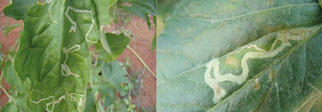 Galerias feitas pelas larvas no interior da folha, danos característicos da alimentação das larvas