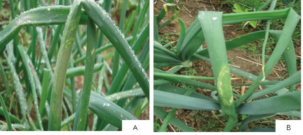 Figura 1 - Sintomas do míldio (Peronospora destructor) em folhas de cebola - Esporulação (A) e halo clorótico (B).