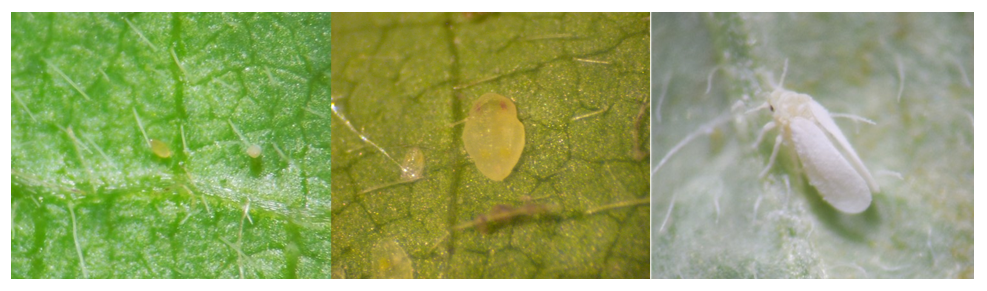Figura 2. Ciclo de vida de Bemisia tabaci (Hemiptera: Aleyrodidae) – ovo, ninfa (fase jovem) e adulto.