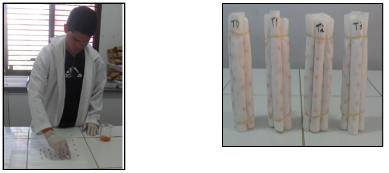 Distribuição das sementes e teste de germinação em rolo de papel germitest. 