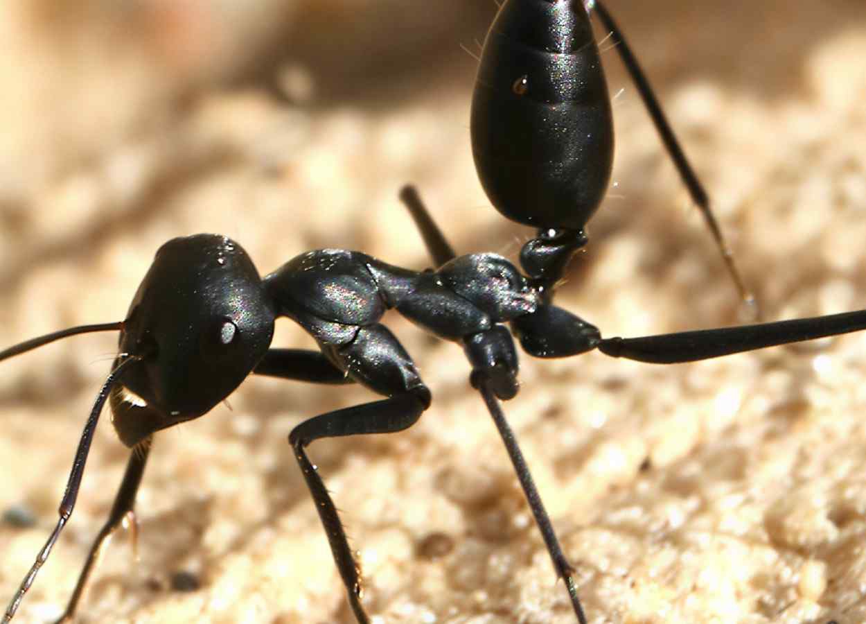 Genes in the nervous system influence rescue in ants