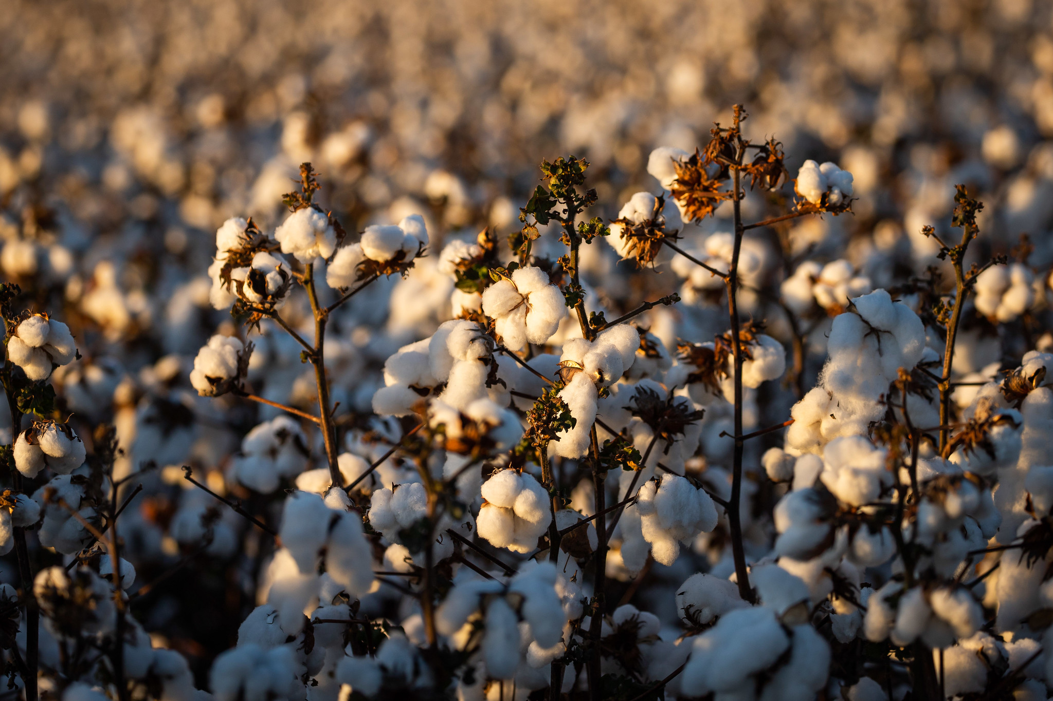 Preço do algodão registra ligeiras oscilações