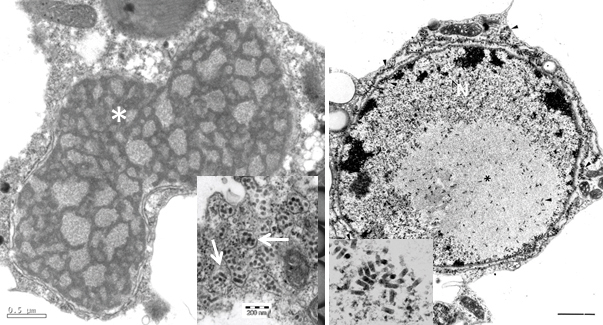 Figura 2 - Micrografias eletrônicas de transmissão de alteraões celulares caracteristicas da infecção por Cilevirus (A) e Dichorhavirus (B). A. Célula parenquimatosoa de lesão foliar de laranjeira, causada pelo CiLV-C. Uma enorme inclusão vacuolada e eletron densa (viroplasma) (*) surge no citoplasma. Na inserção, partículas virais, baciliformes e curtas, podem ser vistas no citoplasma (setas). Em B, célula de uma lesão foliar clorótica em orquídea (Oncidium sp.) mostrando uma inclusão nuclear (*). Na inserção, partículas em forma de bastonetes curtos, dispersos no núcleo