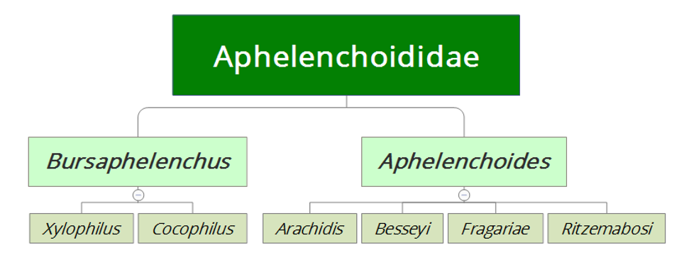 Figura 1 – Representantes da família Aphelencoididae 