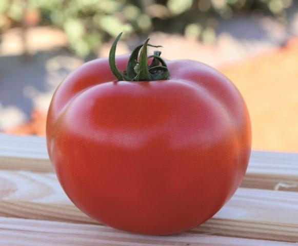 Agristar lança tomate Garra, produto híbrido da linha Topseed Premium