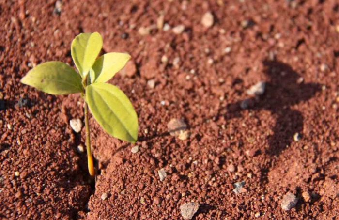 Simpósio de Solos Arenosos reúne especialistas em setembro