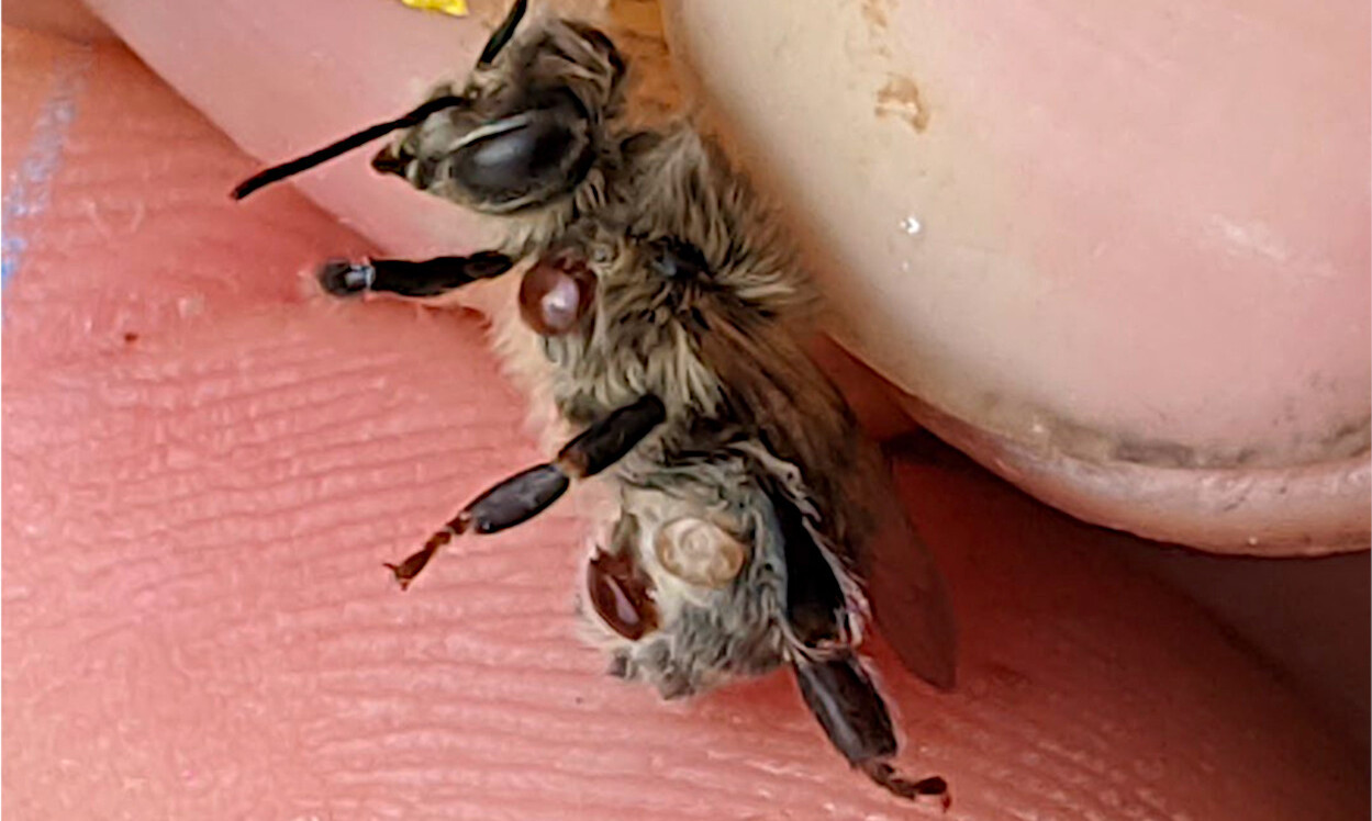 Abelha adulta emergente altamente parasitada mostrando ácaros fêmeas que eram parasitas durante o desenvolvimento larval e pupal