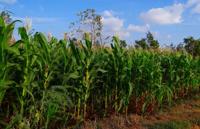 Estudo revela adaptações de raízes de milho a práticas de cultivo