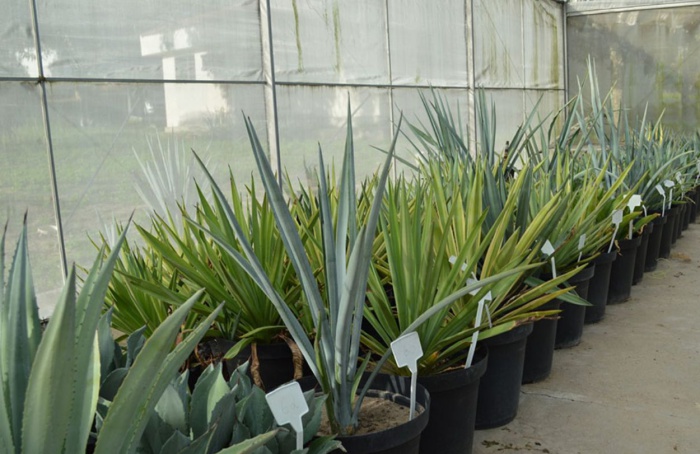 Agave da tequila pode virar fonte de etanol no Brasil