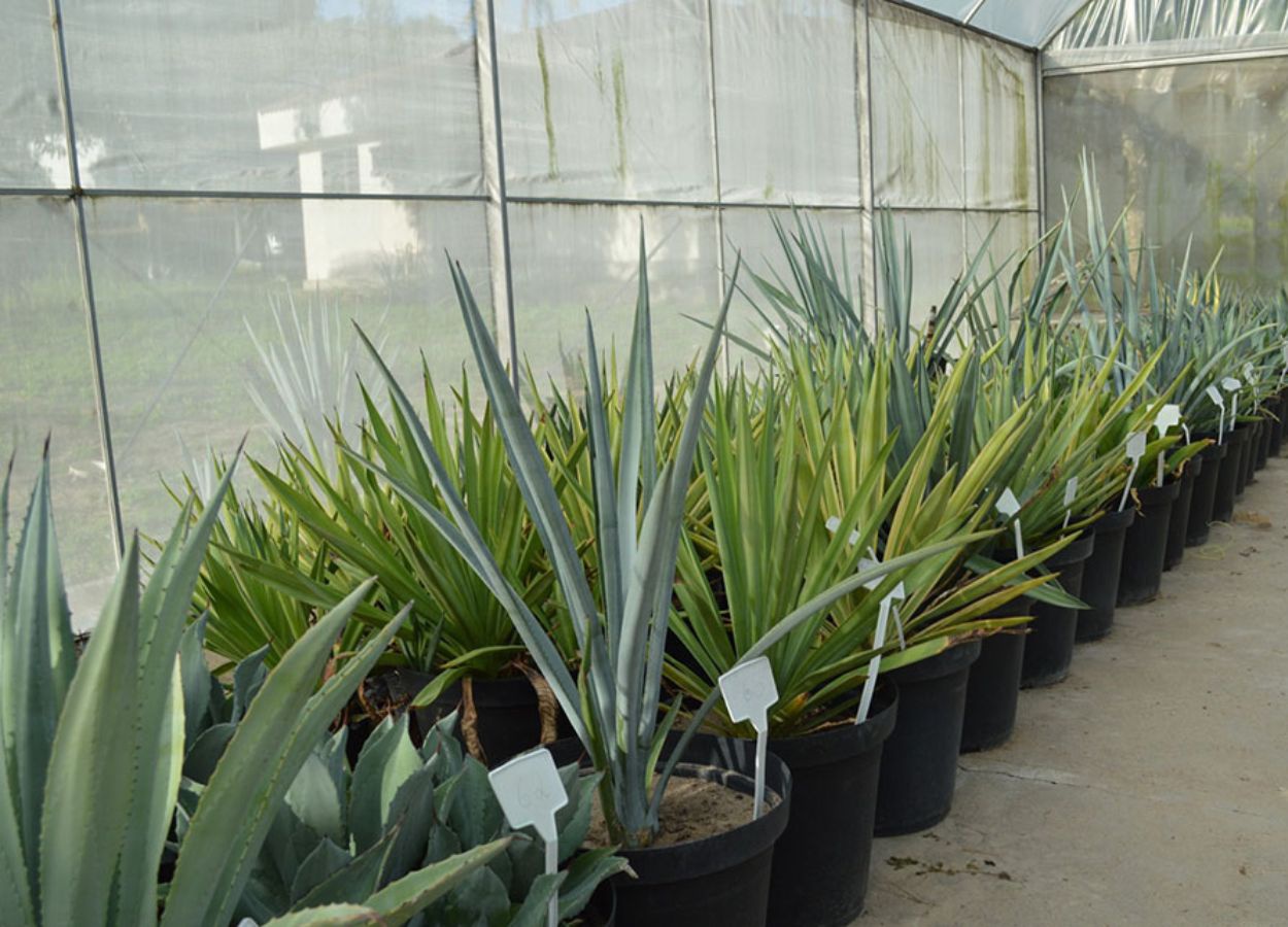 Agave da tequila pode virar fonte de etanol no Brasil