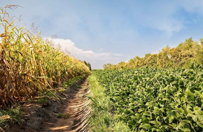 USDA reduz estimativas para safra de soja e milho nos EUA