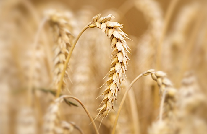 Mais fertilizantes para mais trigo?