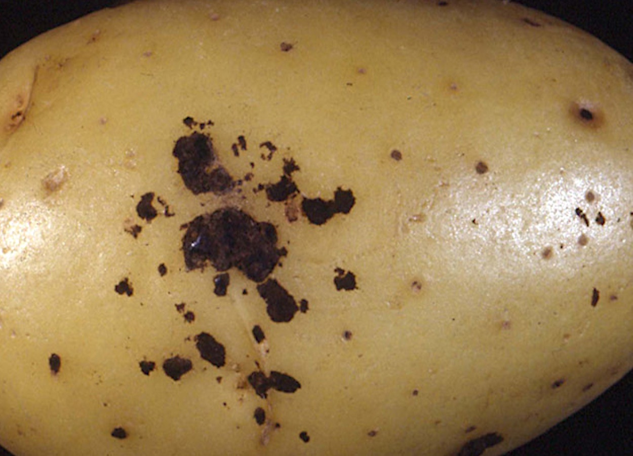 Rhizoctonia solani - Revista Cultivar