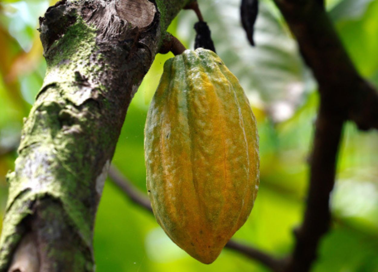 Área plantada com cacau chega a 480 hectares em Minas Gerais