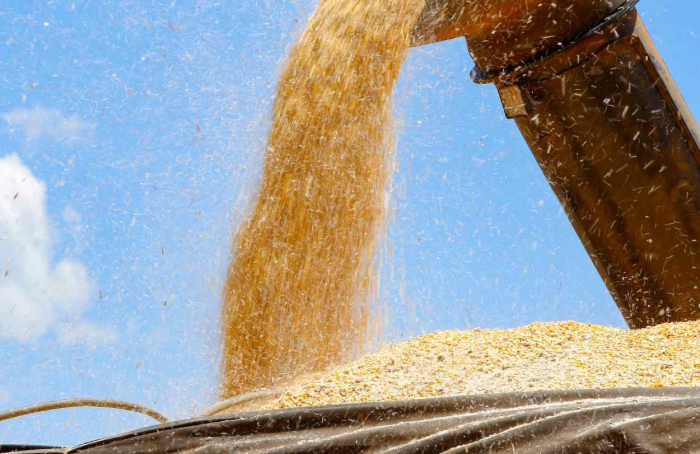 Paraná pode superar a produção recorde de milho na segunda safra de 2023-24