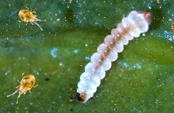 Embrapa lança curso gratuito de “Manejo Integrados de Pragas e Nematoides na Cafeicultura”