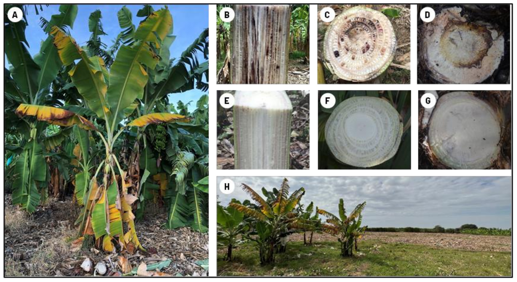 Figura 2 - sintomas da murcha por <i>Fusarium</i> da bananeira, raça 4 tropical (TR4) numa cultivar Cavendish. Planta apresentando sintomas externos típicos (A). Cortes longitudinal (B) e transversal (C) mostrando sintomas internos no pseudocaule. Cortes transversais mostrando sintomas internos no rizoma (D). Cortes longitudinais (E) e transversais do pseudocaule (F) e do rizoma (G) de bananeiras sadias. Bananal severamente afetado pela TR4 no Peru aproximadamente um ano e meio após a detecção do patógeno (H) (Munhoz et al., 2024)