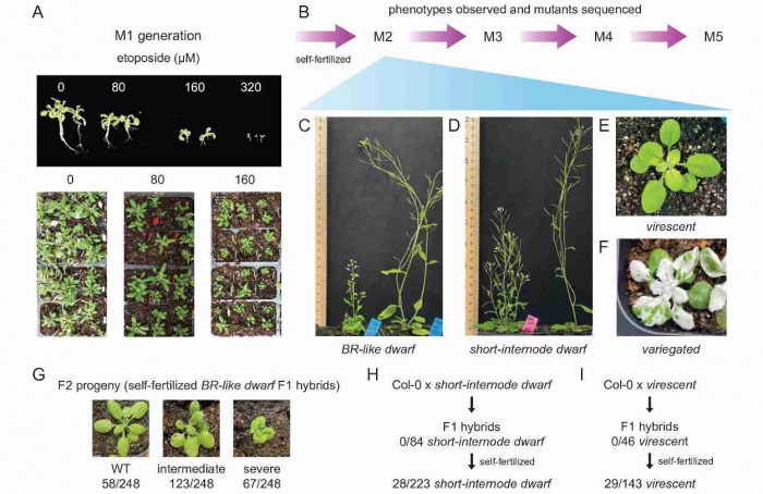 Droga usada contra câncer pode substituir radiação no melhoramento vegetal