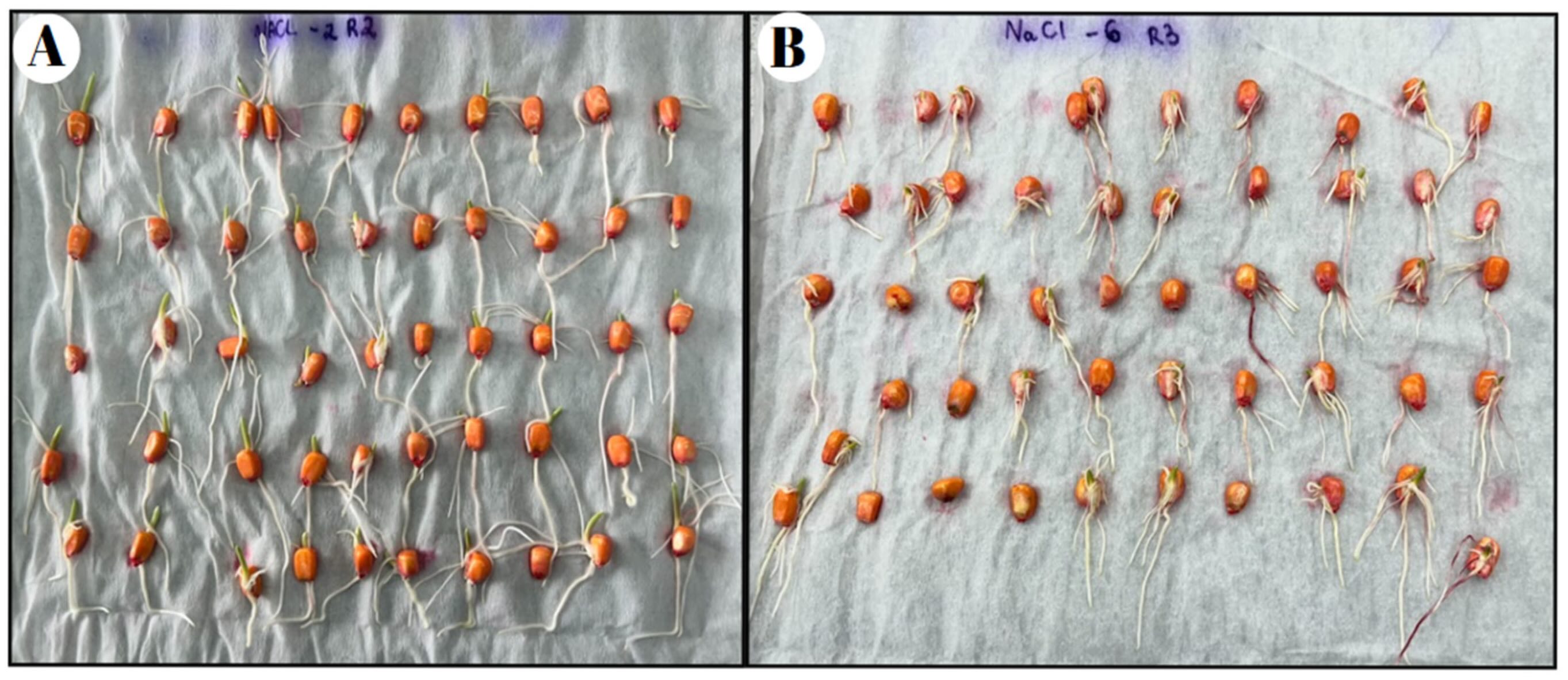 Germinação de sementes de milho submetidas a diferentes potenciais osmóticos induzidos por NaCl