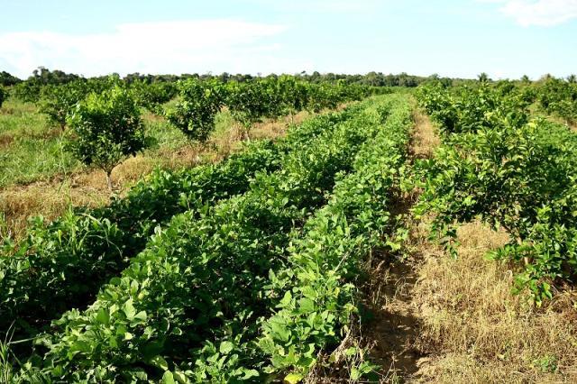 Dia de Campo vai mostrar soluções tecnológicas para citricultura no AM